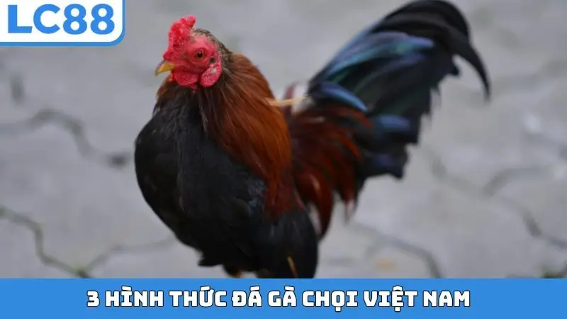 3 hình thức đá gà chọi Việt Nam